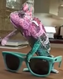Chameleon changing color to match sunglasses